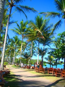 Corredor de coqueiros que liga todos os restaurantes boutique na beira da Praia do Espelho